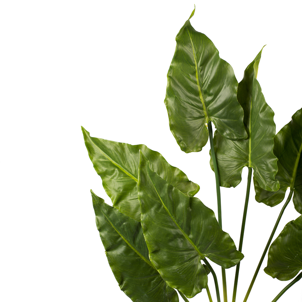 Куст каладиума_2