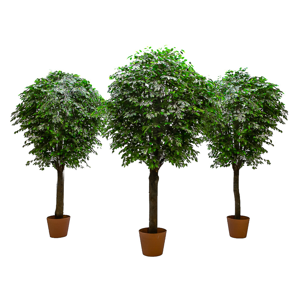 300/РН/34-7(з.) Фикус h300см(латекс) в кашпо d42см_2