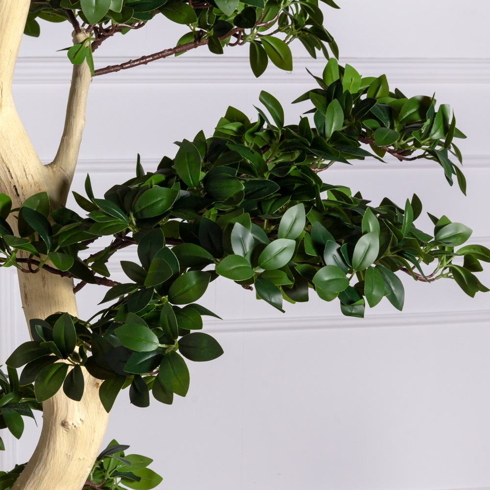 БЛ230/ДА/516(Пр) Бонсай искусственный Фикус Микрокарпа h230см (латекс) на основании _5