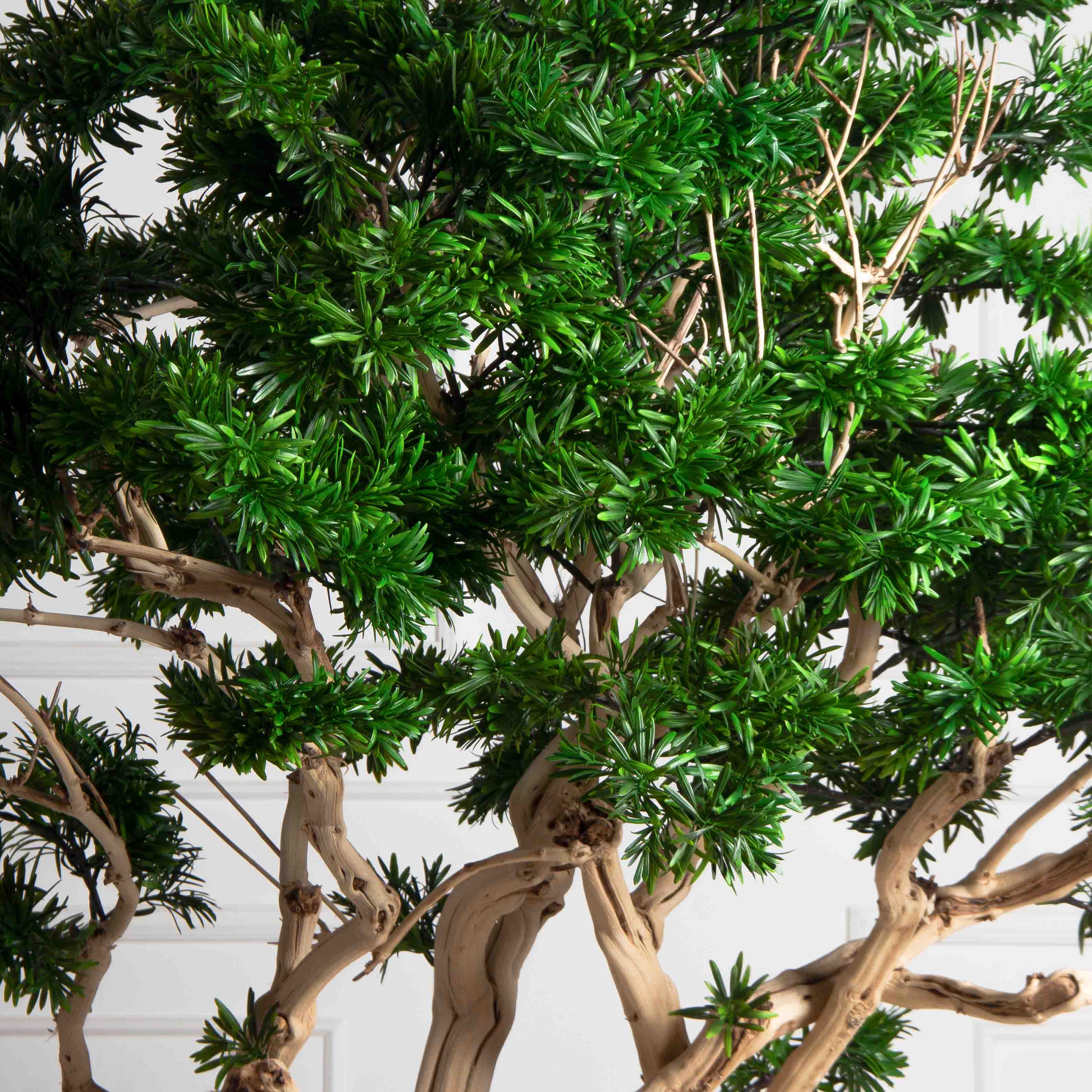 БЛ160/Д3/241(з)(F) Бонсай искусственный Подокарпус h160см d60-100см на основании_4