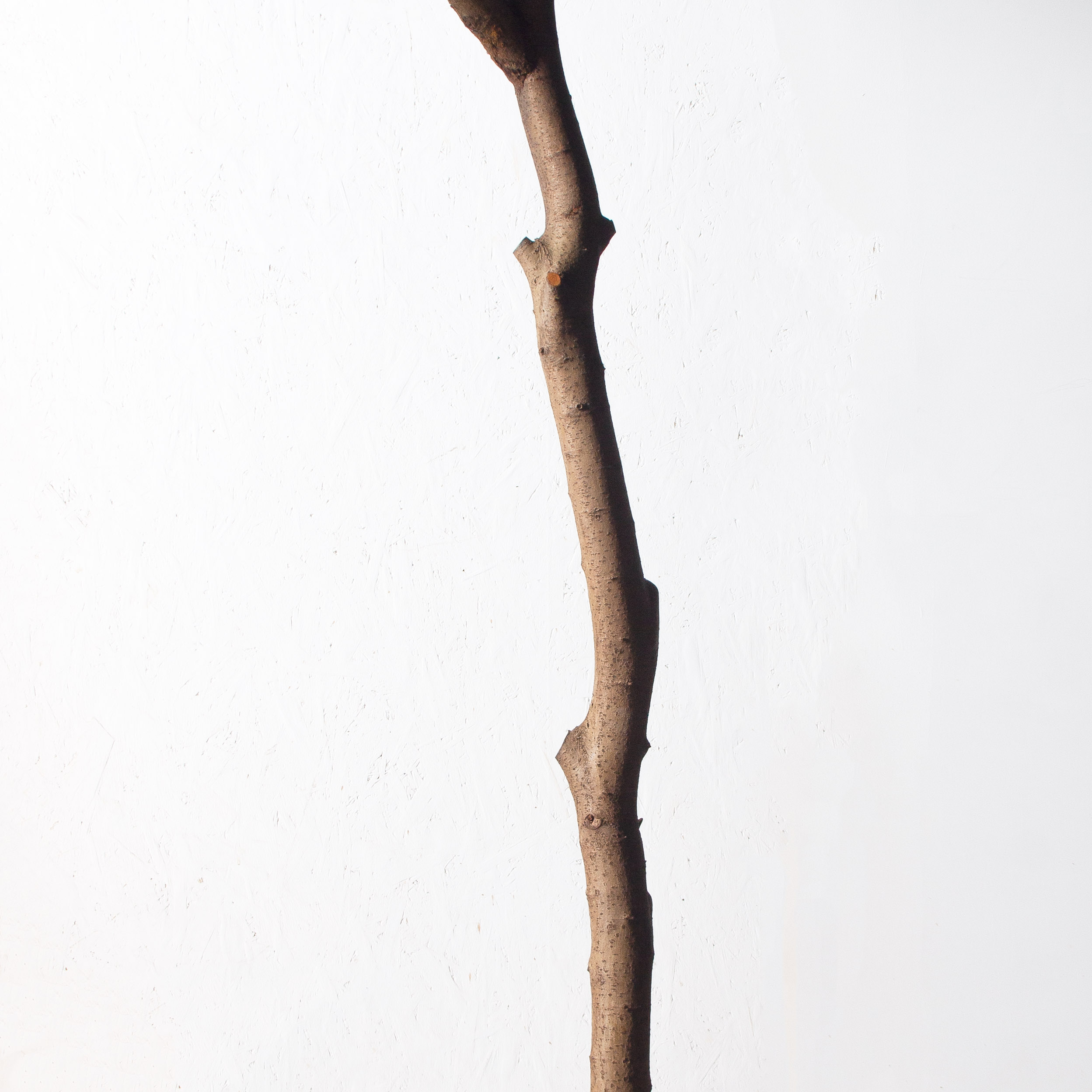 340/РН/310(з)(УУ)(Пр)(F) Лиственница искусственная h310см, d200-210см_5