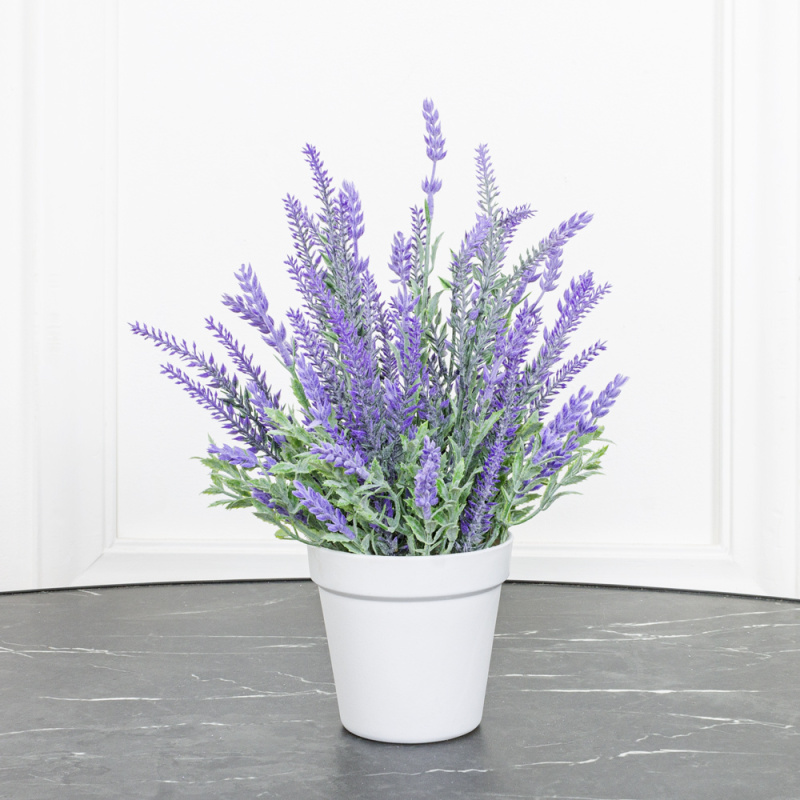 ЦС33/78-1 Лаванда  в горшке h33см d-11см_2