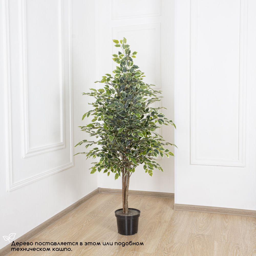 150/УК/300-1 Фикус Бенджамина h150см(латекс)_4