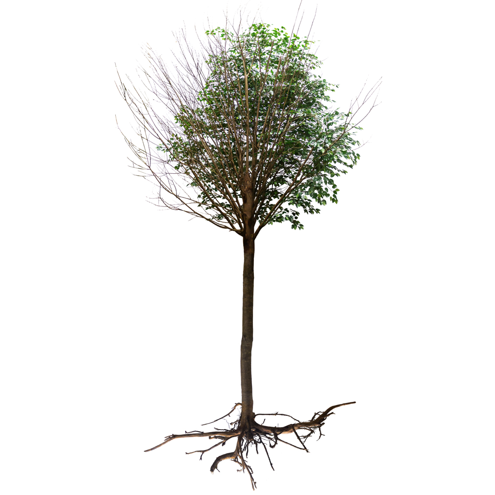 600Разб/РН/34(з.) Фикус искусственный h600см_2