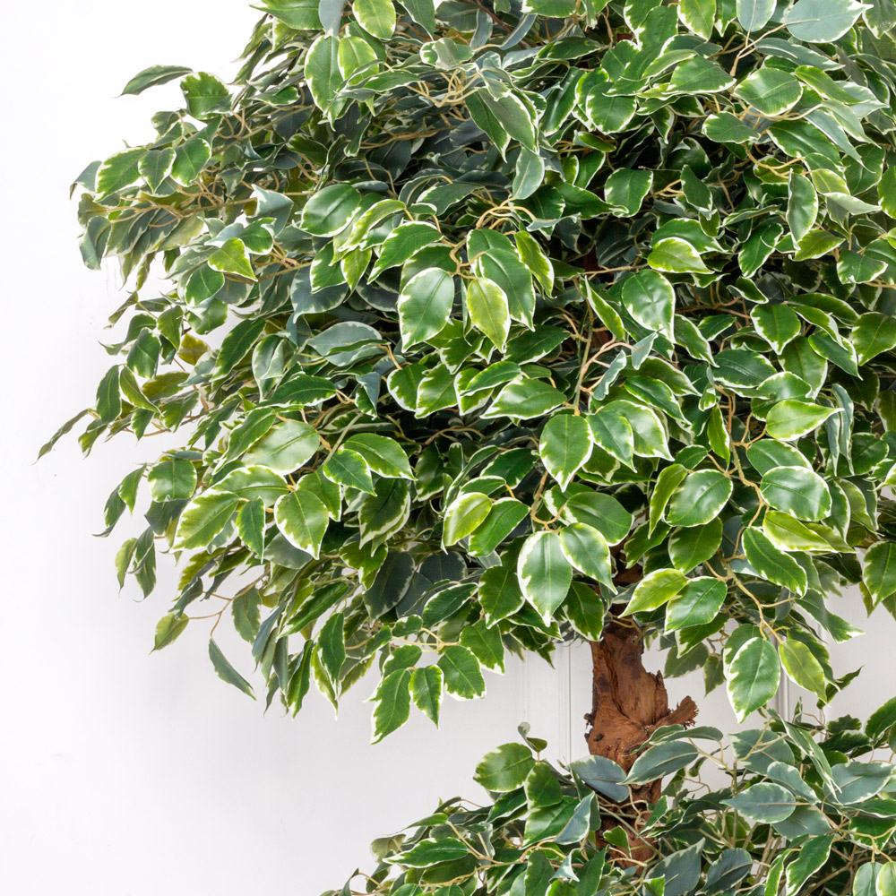 200/2К/ОС/23М(з) Фикус Бенджамина искусственный h200см(латекс)_2