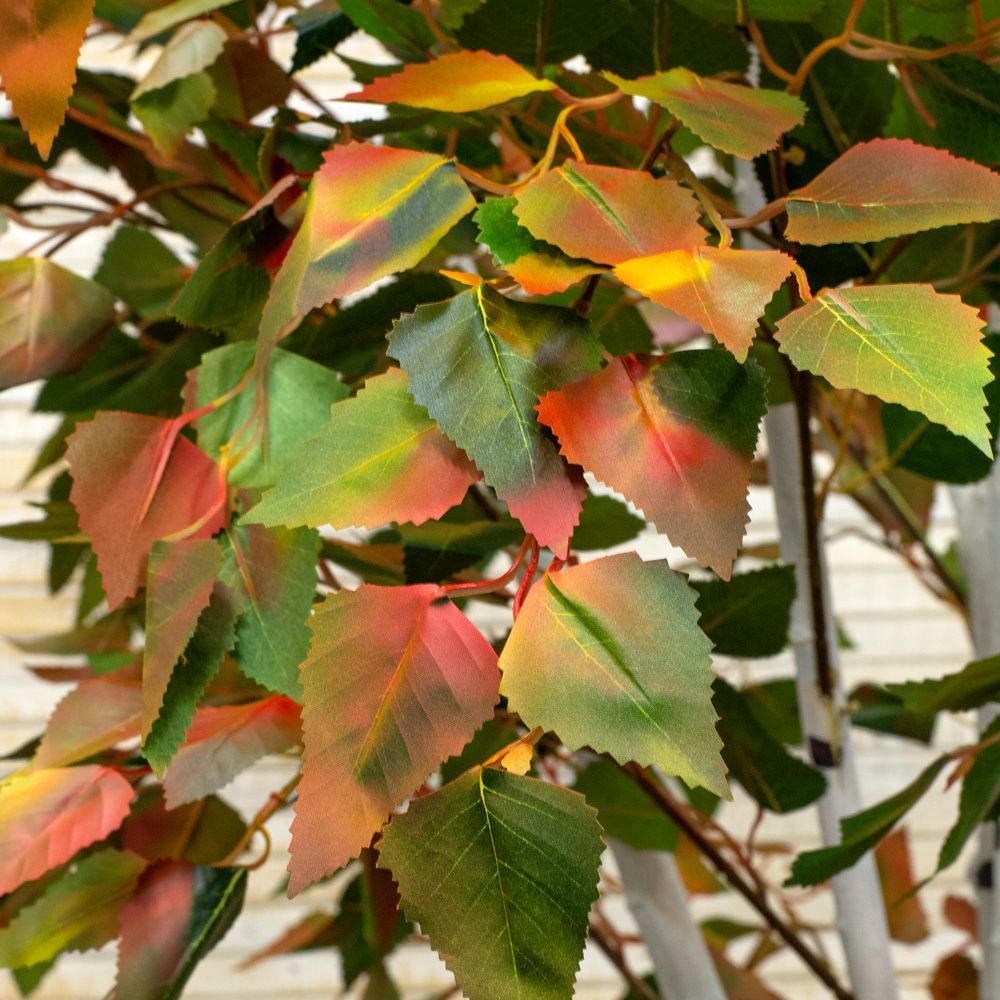 200/Р/12М-1(з.) Береза 200см_2