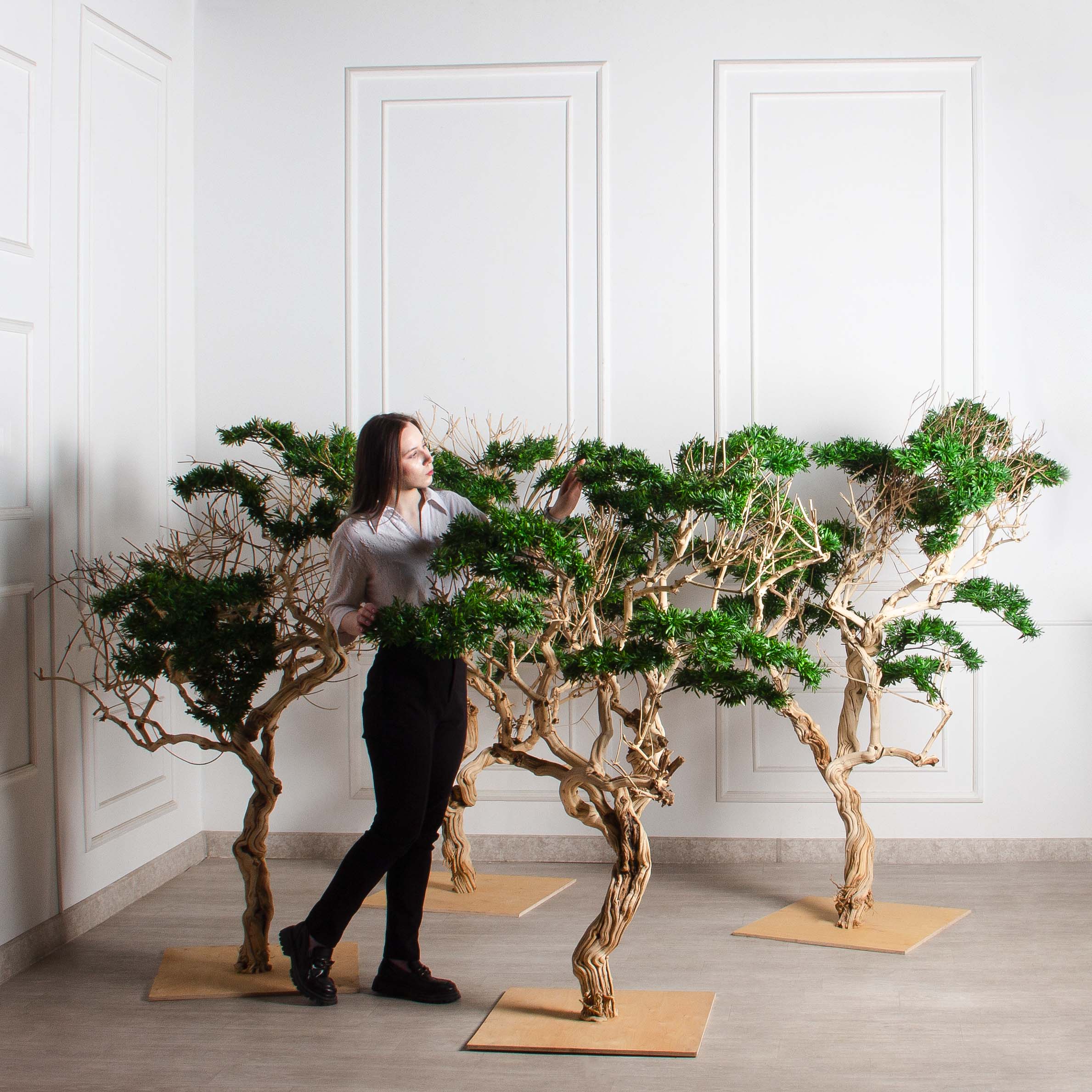 БЛ170/Д3/241(Пр)(F) Бонсай искусственный Подокарпус h170см_7