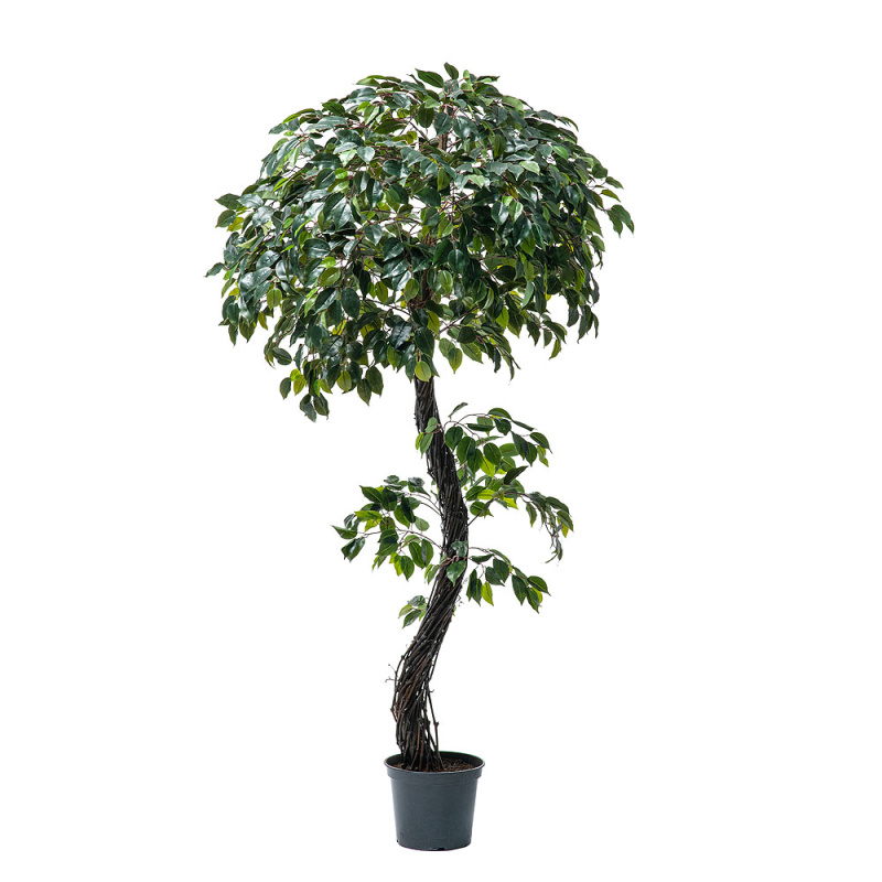 200/ССТ/ВП/34 Фикус h200см(латекс)