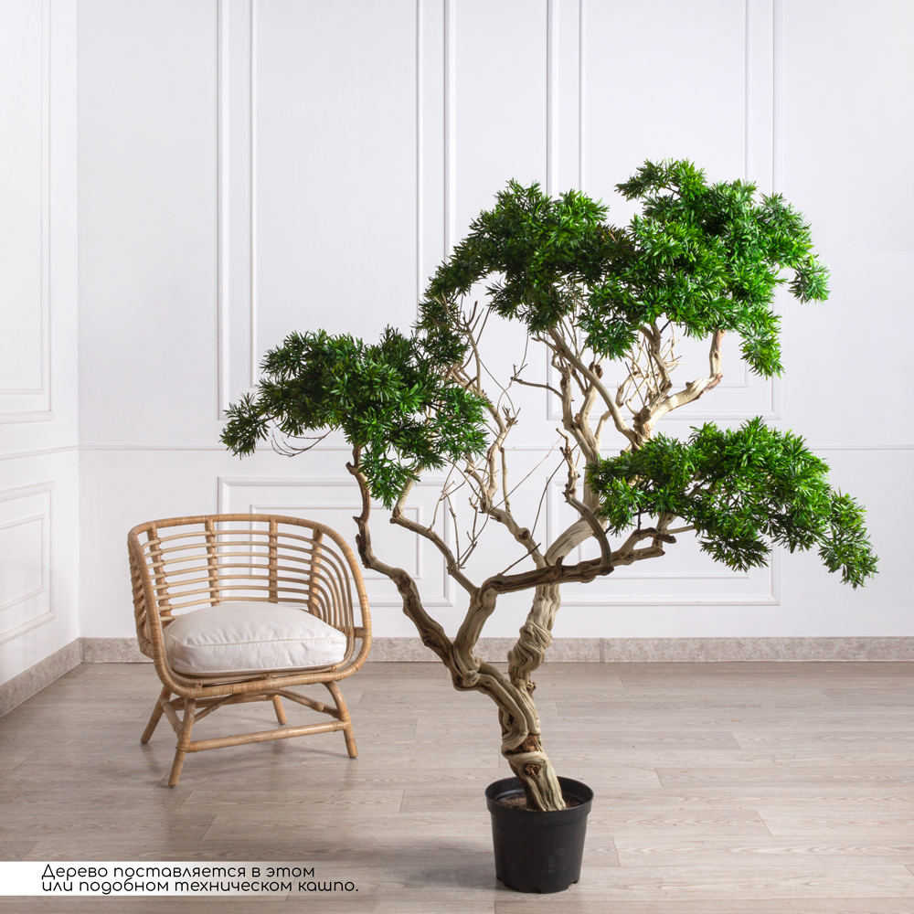 БЛ170/Д3/241 Бонсай искусственный Подокарпус h170см_1