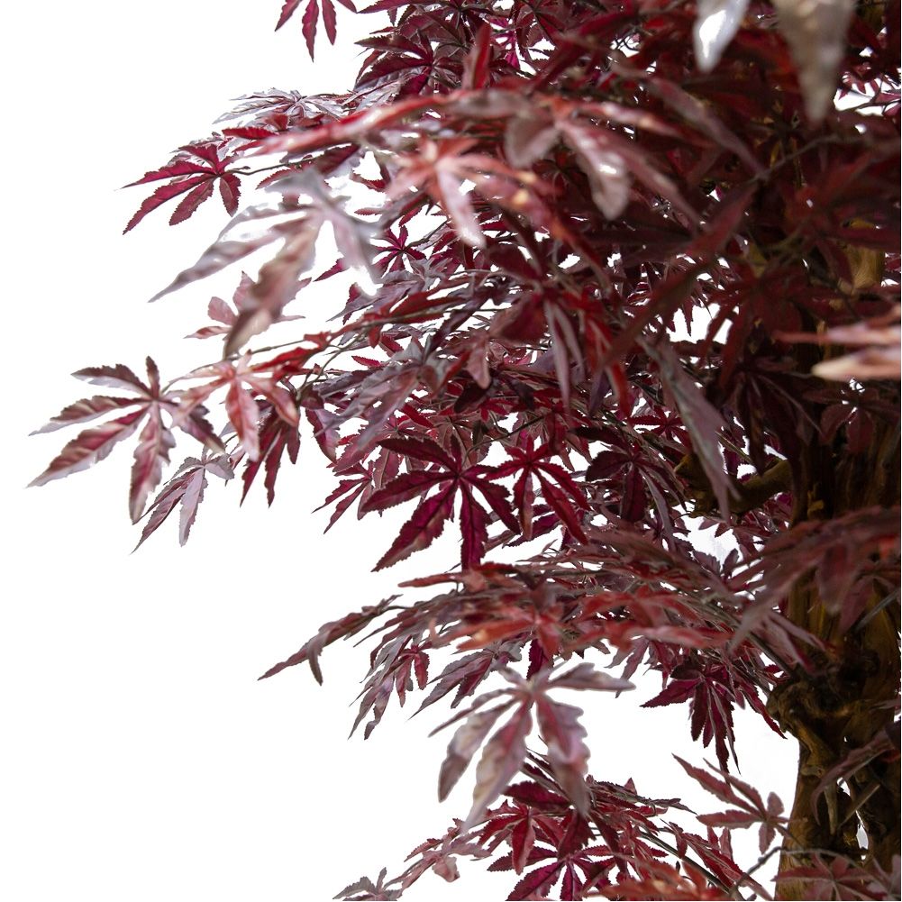 250/ОС/400 Клен японский h250см (латекс)_1