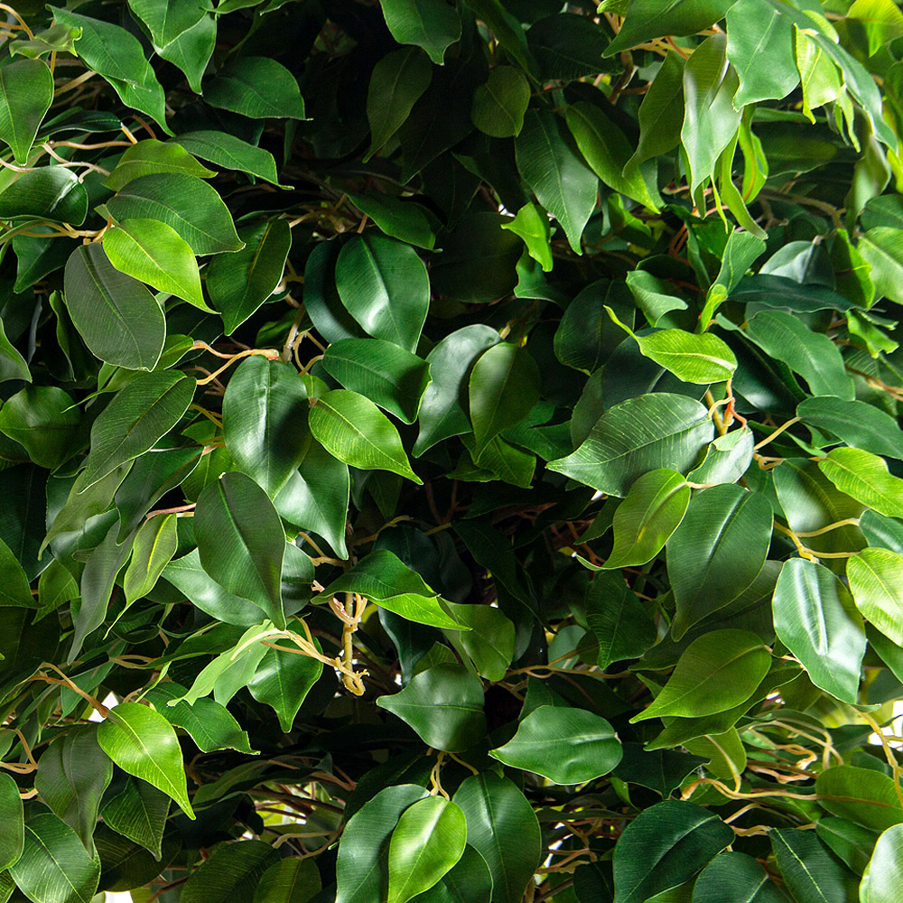 200/2К/ОС/34(з)(F) Фикус искусственный h200см (латекс)_4