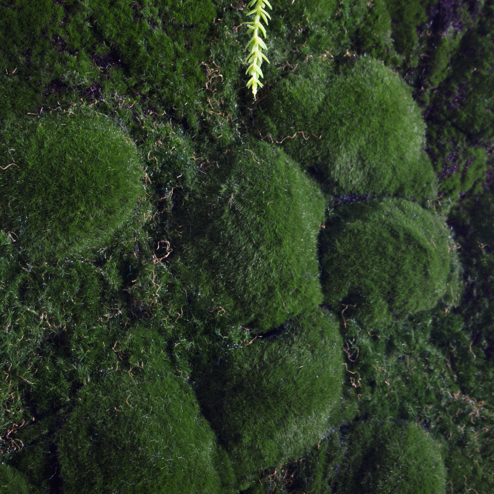 ФТС181(Пр)(F) Фитостена,  за 1кв.м_7