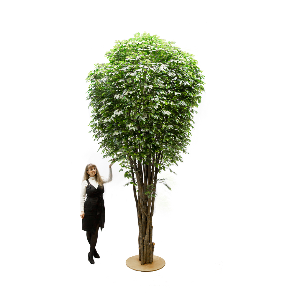 400/РН/34-1(з.) Фикус 400см_2