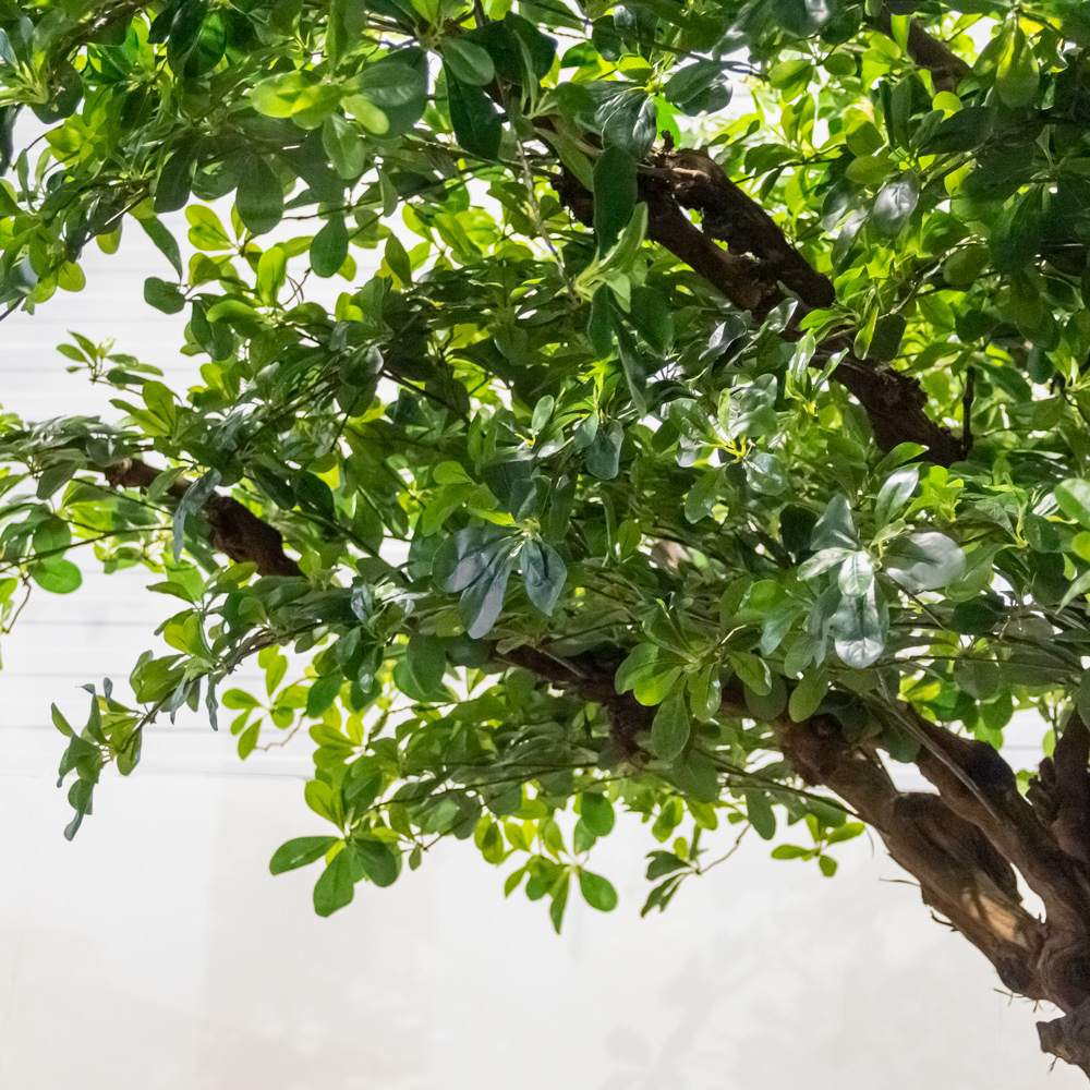 360/ОС/84(з/УУ) Шеффлера искусственная h360см_2