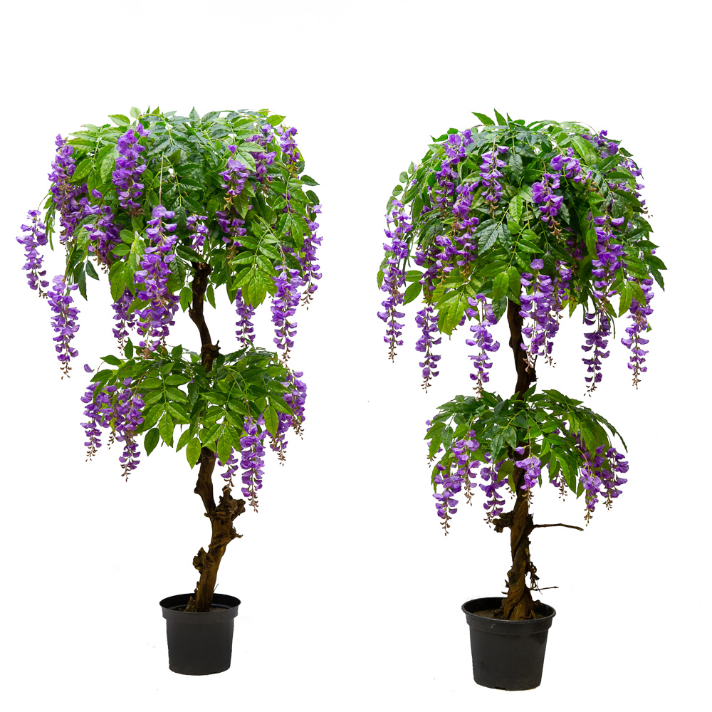 170/Я2/ОС/22М-2/1(з.) Глициния (вистерия) сиреневая(латекс) h170 см_3