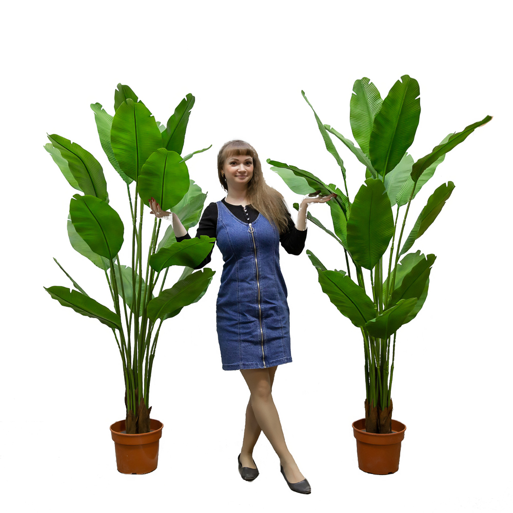 П180/356 Куст Банана (зеленый)h180см(латекс) _5