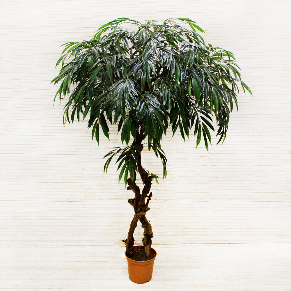 210/ОС/219 Лонгифолия h210см(латекс)