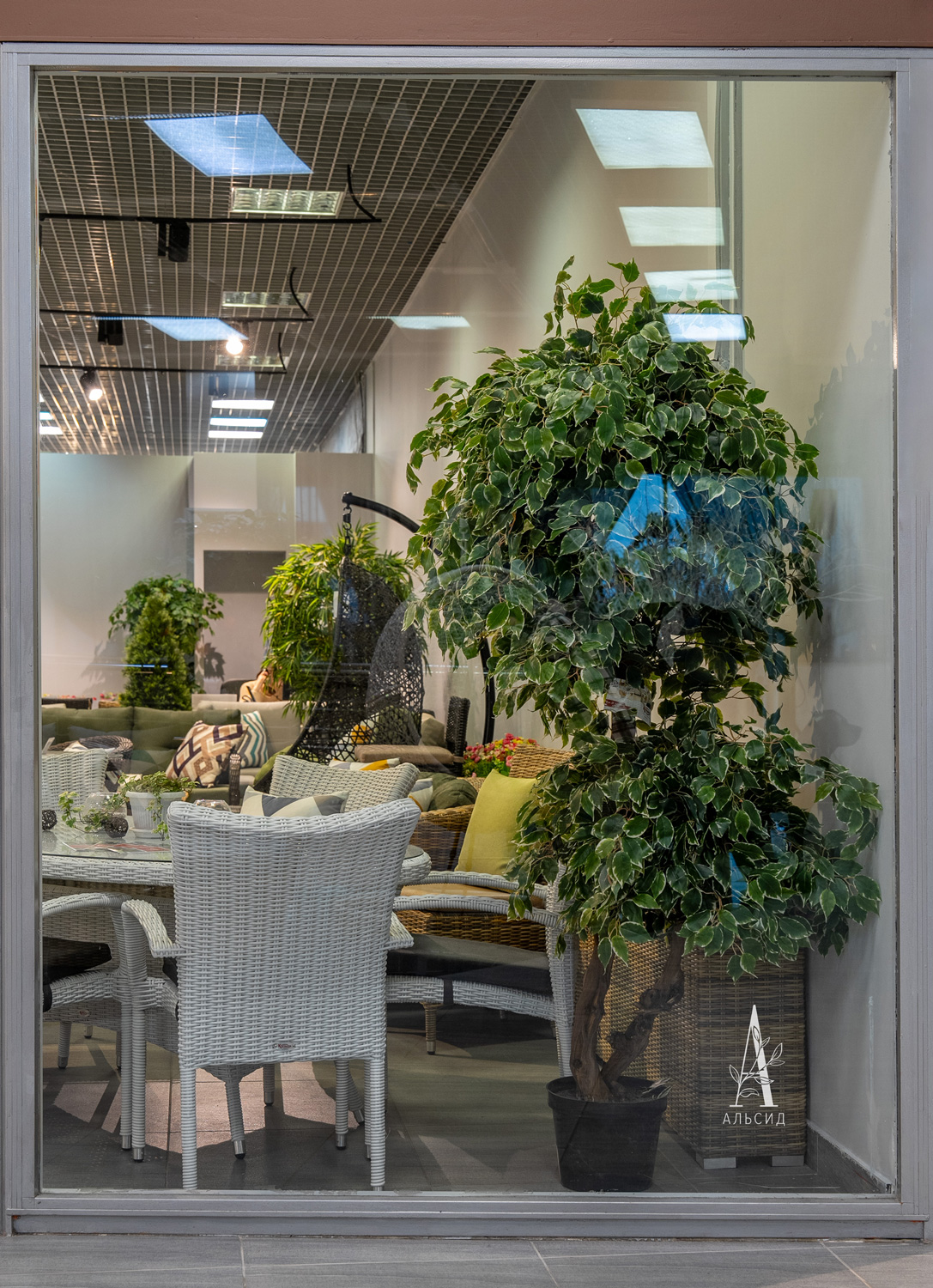 200/2К/ОС/23М(з) Фикус Бенджамина искусственный h200см (латекс)_6