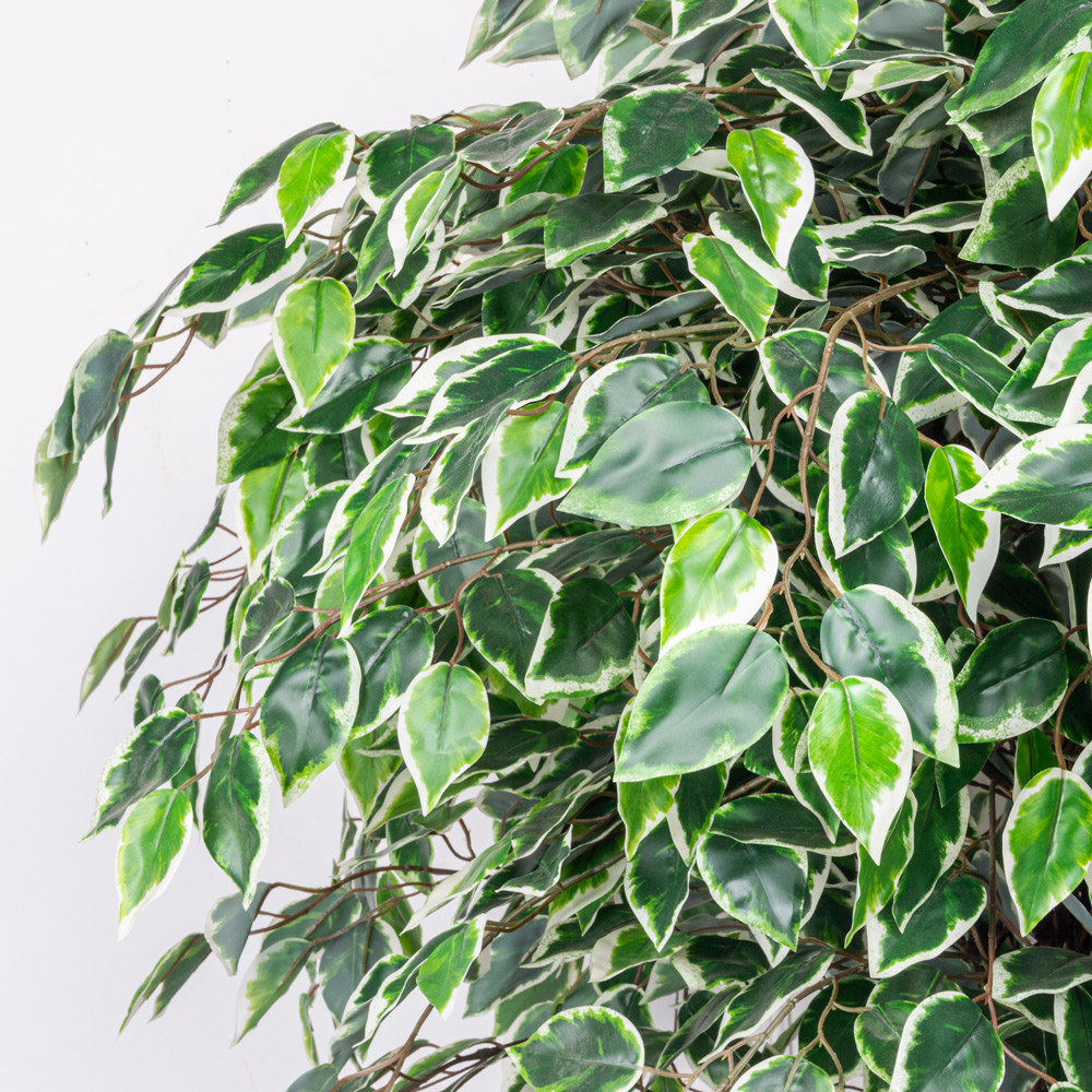 180/ССТК/ВП/17 Фикус Бенджамина искусственный h180см (латекс)_2