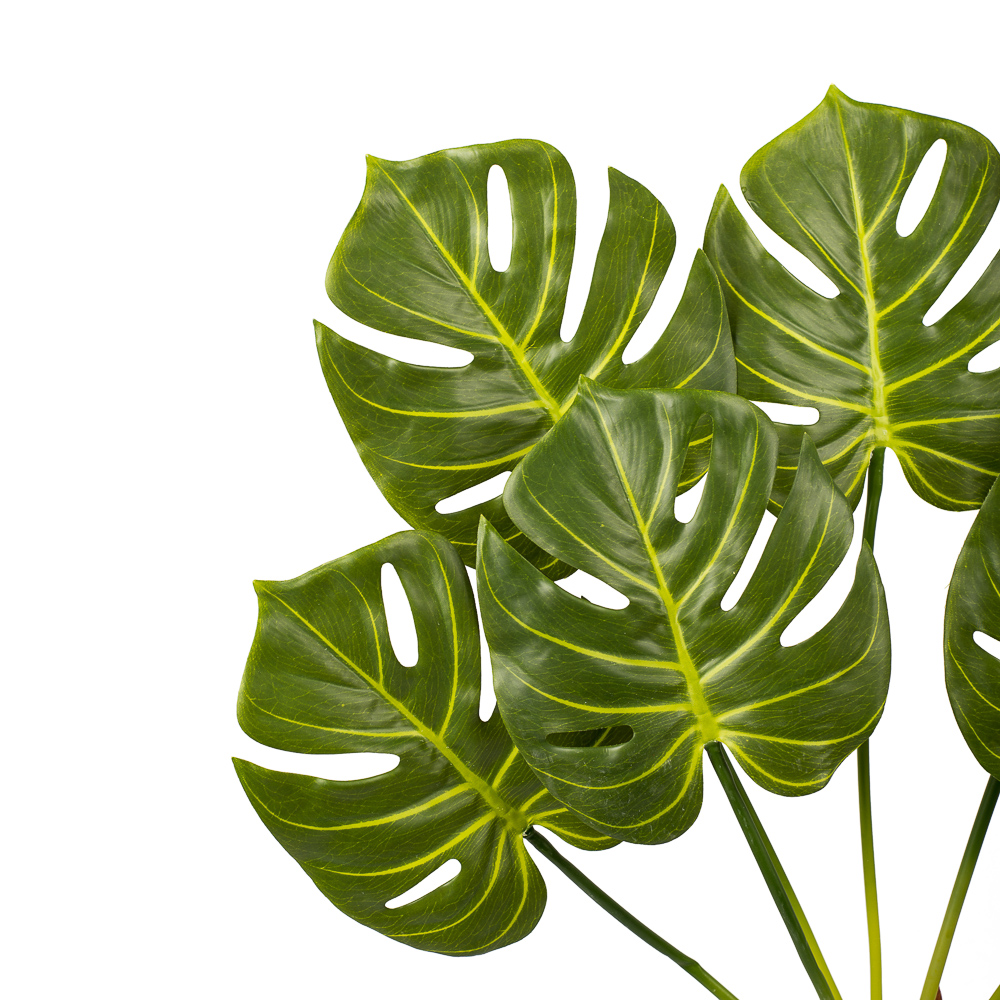 7143/0033-8 Куст монстеры*7л 77см (60+17)_2