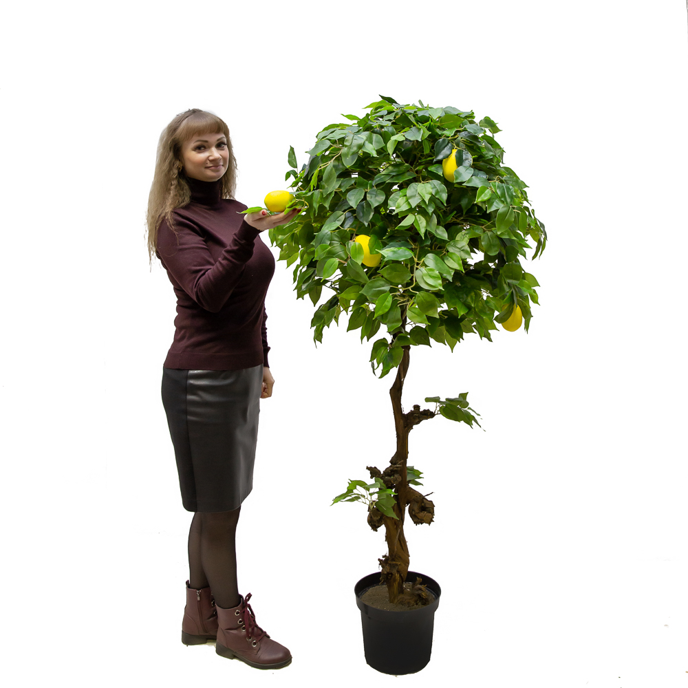 160/ОС/24-1М(з.) Лимон h160см(латекс)_3