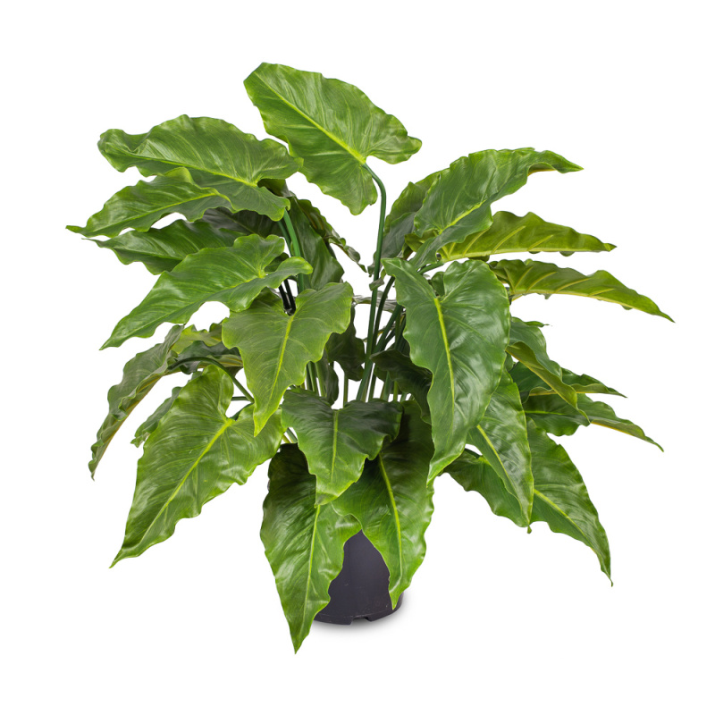 К70*5 Каладиум куст (силикон) большой в кашпо h70см