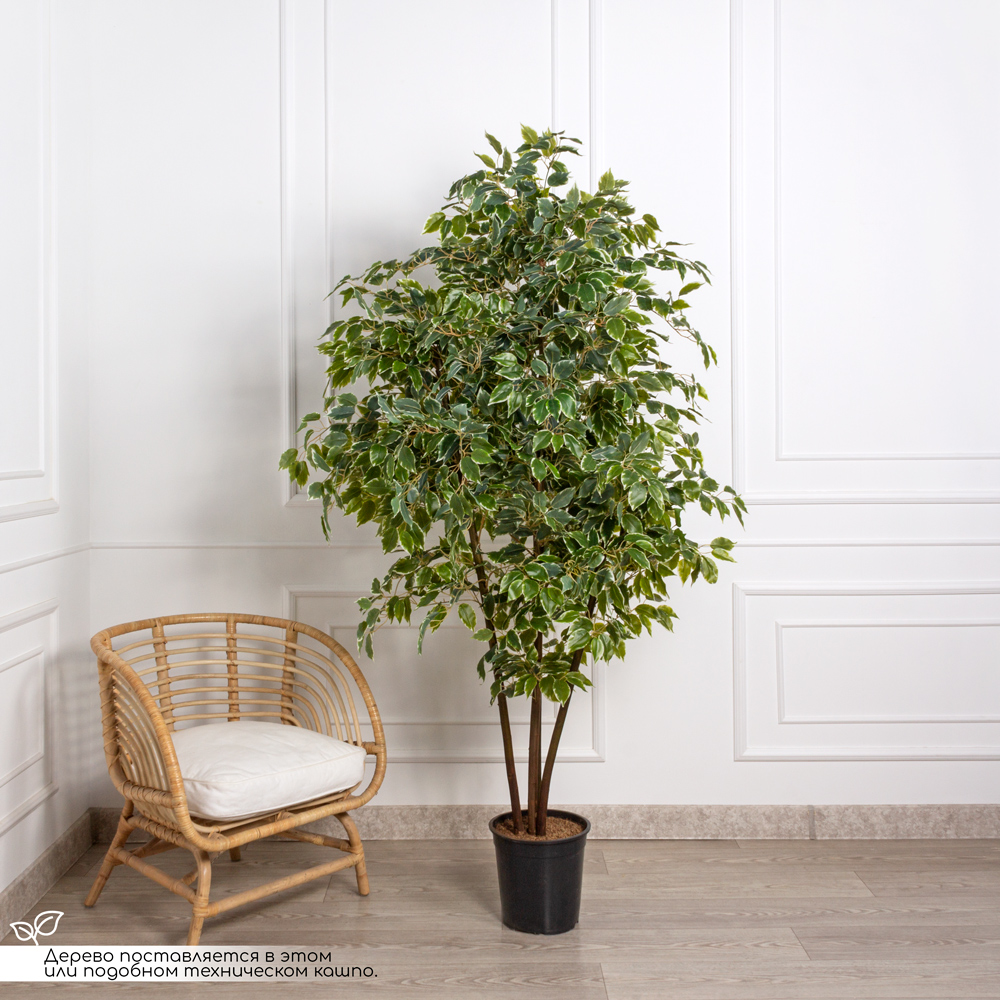 190/Я4/РН/17М Фикус Бенджамина искусственный h190см (латекс)_3