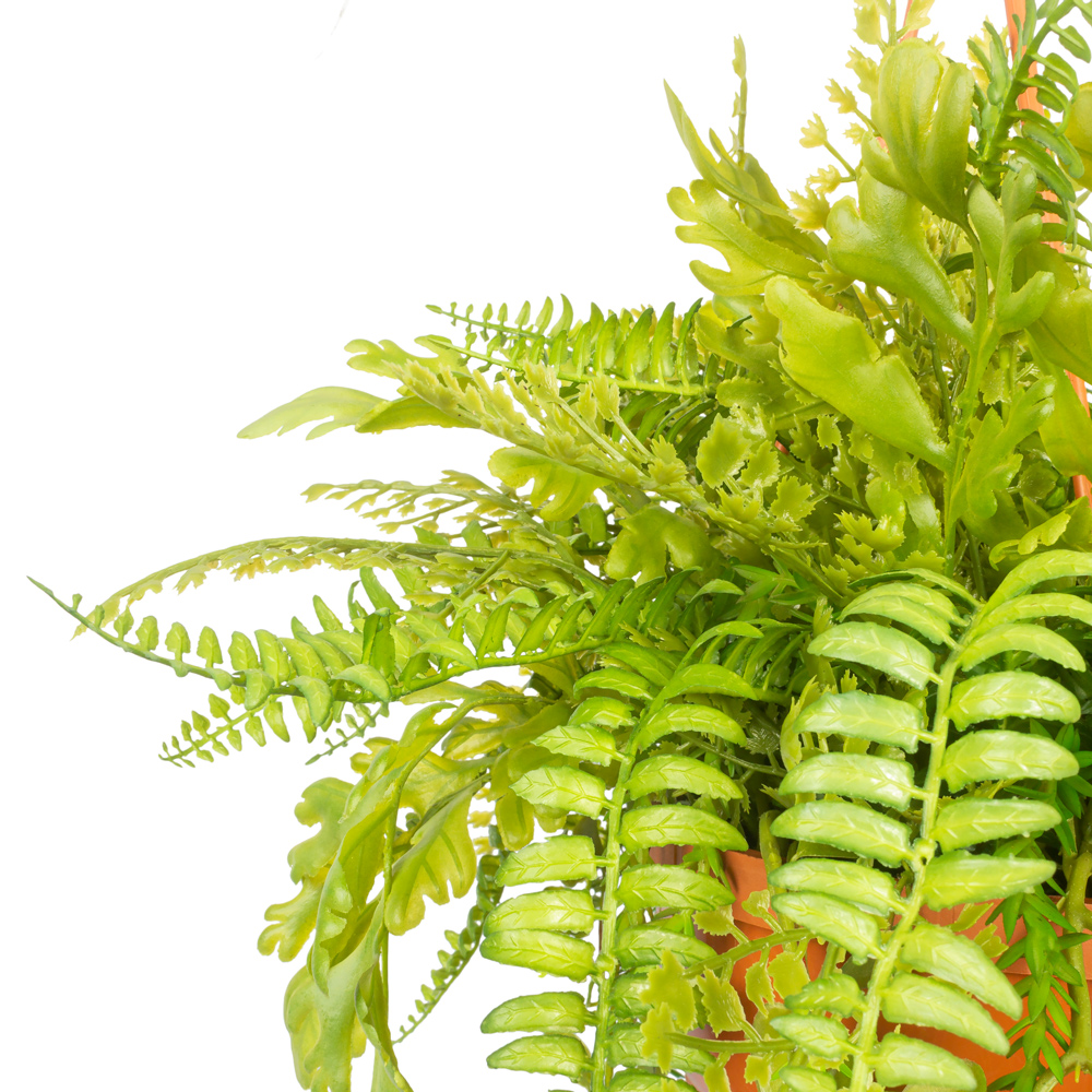 КЗ/02-4(з.) Папоротники ампельн. в подвесном кашпо заказчика_9