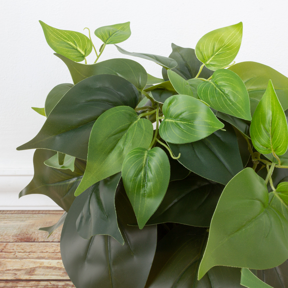 ЦС30/67 Сциндапсус h23см (латекс) в горшке d11см_6