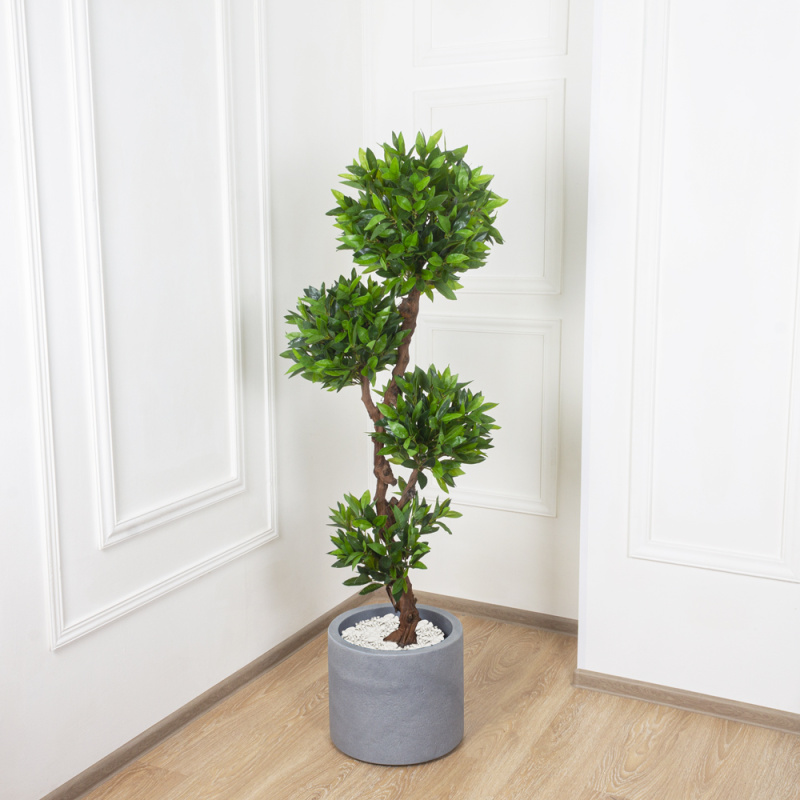 160/4К/ОС/190 Камфорный лавр h160см(латекс) _3