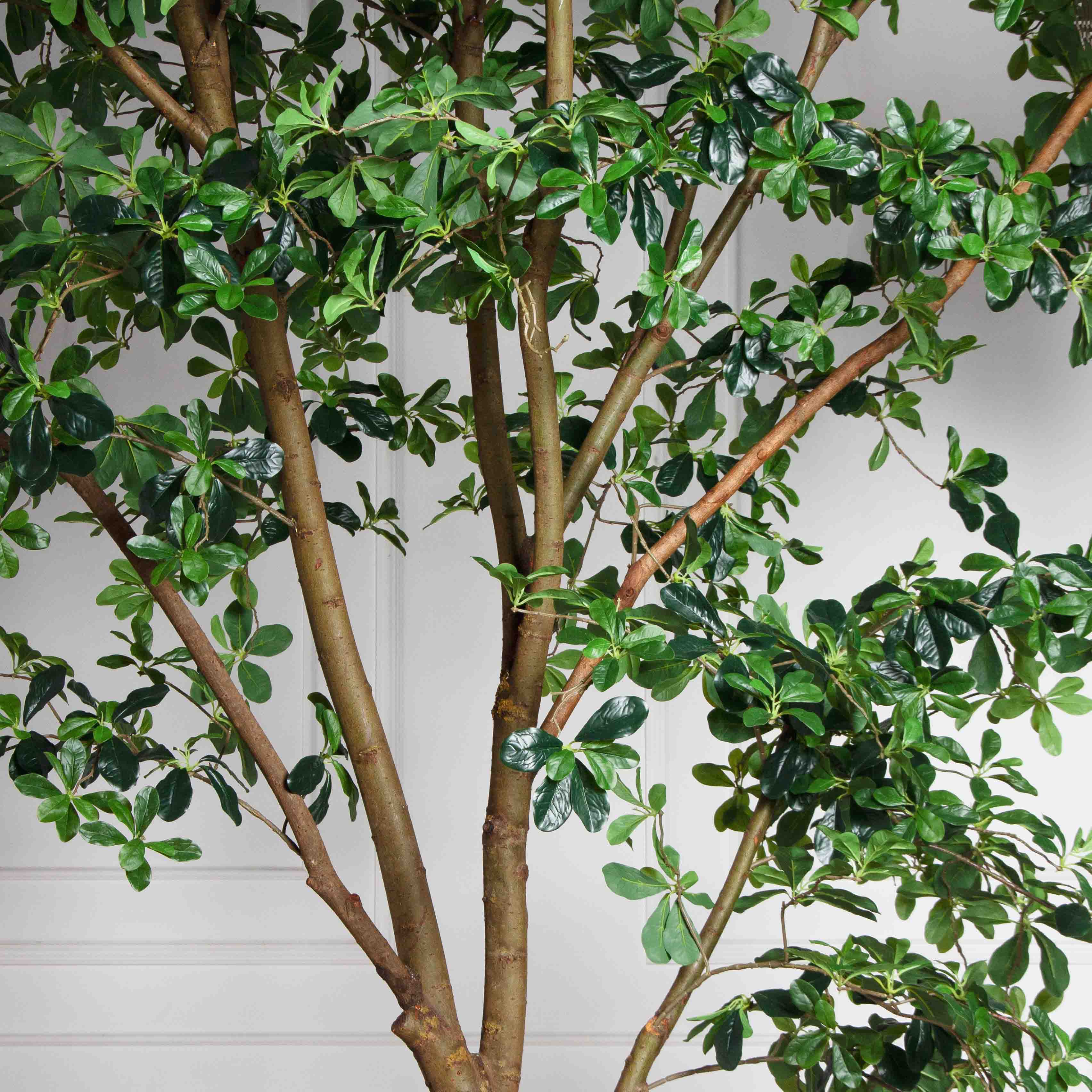 340/РН/84-1(з/УУ)(Пр)(F) Шеффлера искусственная h340см_5