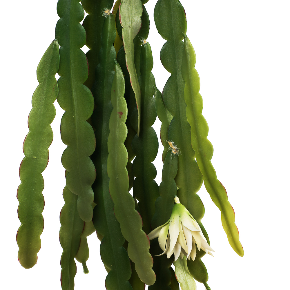 403/0590С Куст Эпифилум ампельный искусственный 80см_3