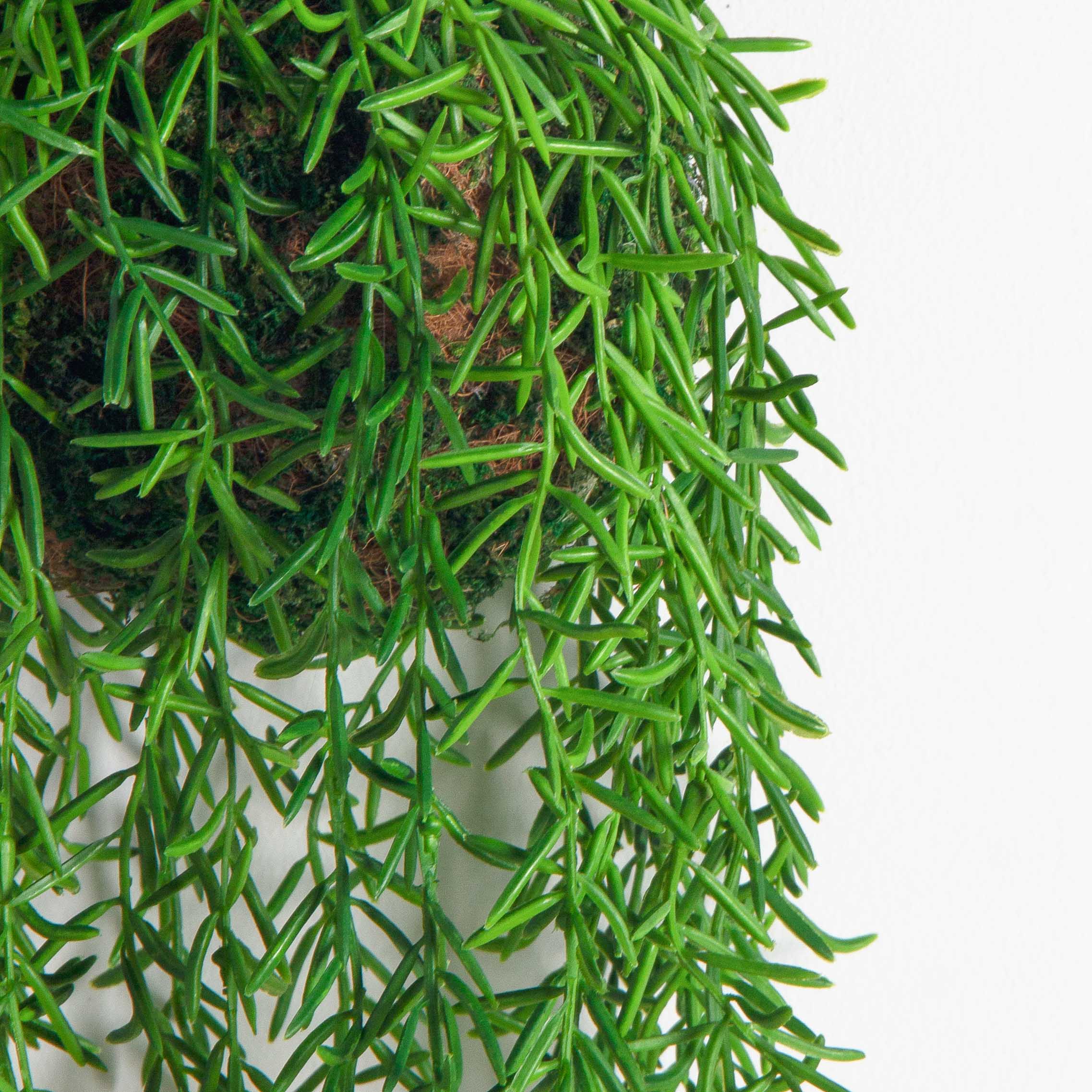 ККД35/209(з.)(F) Кокедама с ампельным аспарагусом на шаре d15см_3