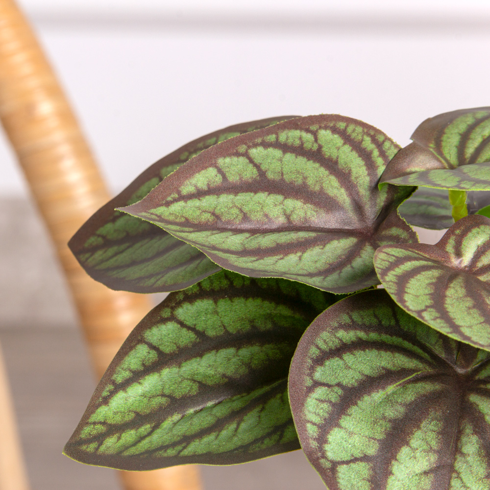 7143/0015-4 Пеперомея искусственная полосатая куст мини h15см, зелено-бордов._1