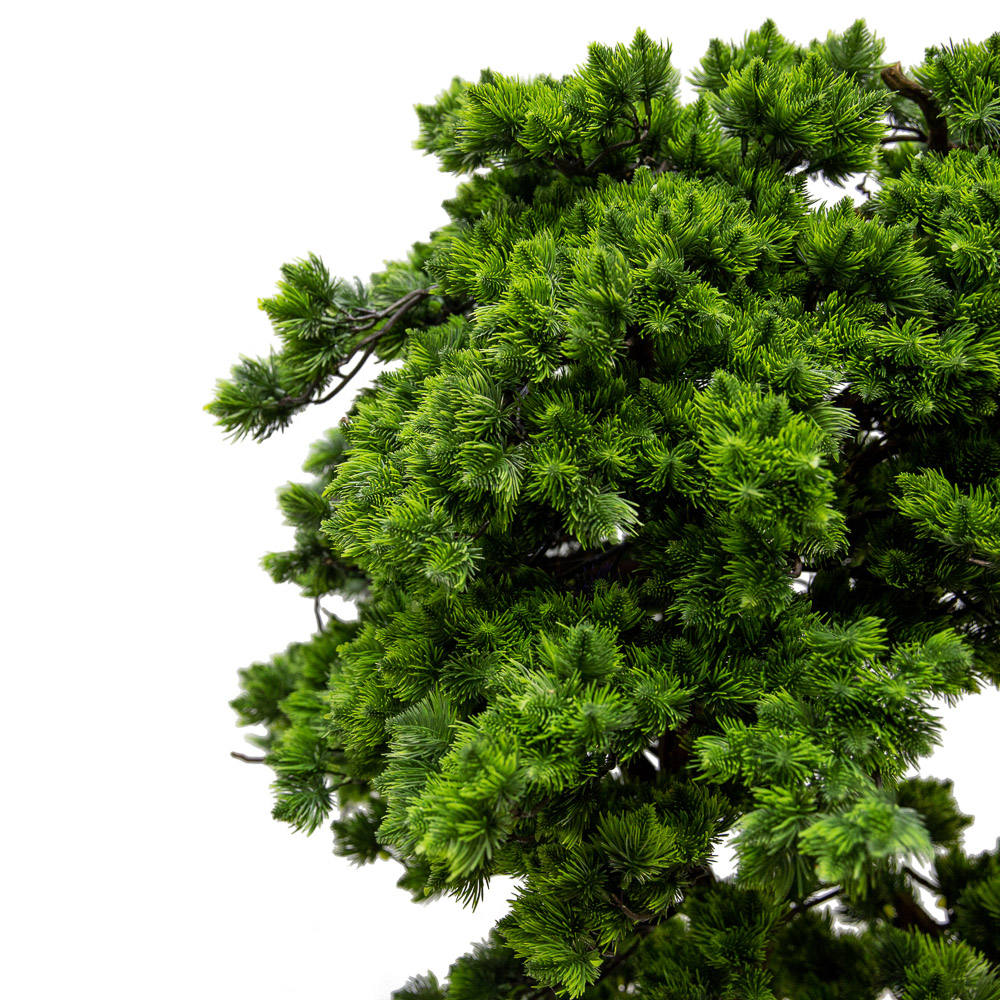 БС160/ОС/30(з.) Бонсай Сосна h160см в кашпо d26см_2