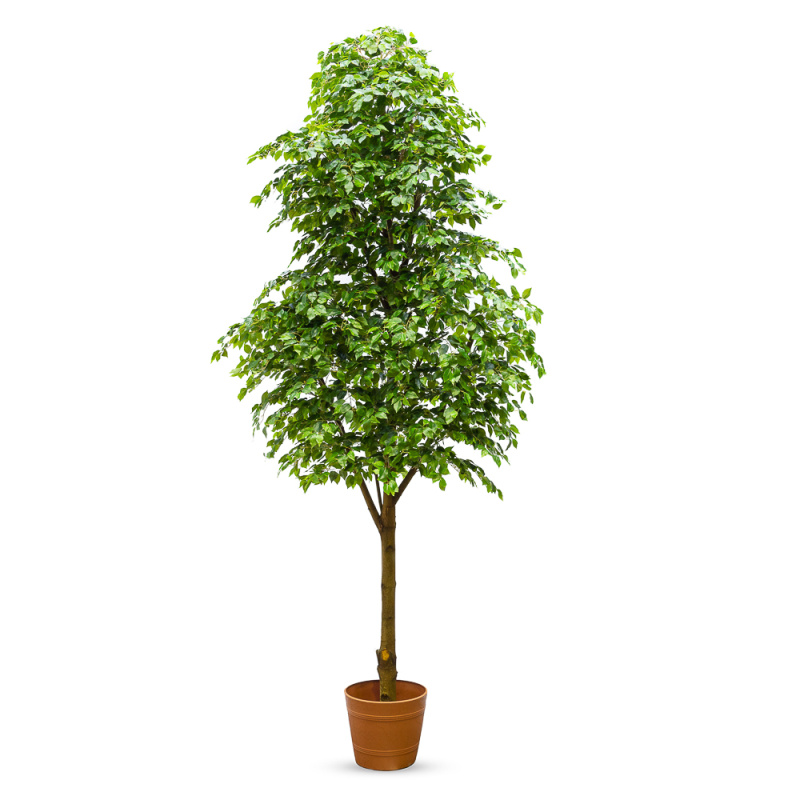 400Разб/РН-П/34(з.) Фикус (дерево пристенное)h400см(латекс)