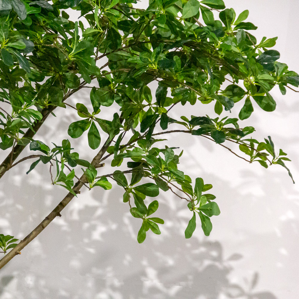 360/Я2/РН/АСС/84(з)(УУ)(Пр)(F) Шеффлера искусственная пристенная h360см, латекс_4