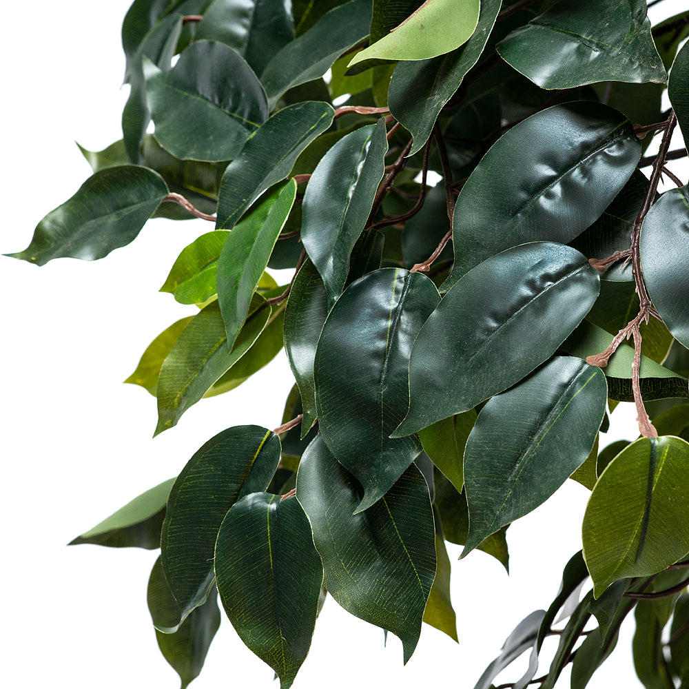 200/ССТ/ВП/34 Фикус (латекс) h-200см_2