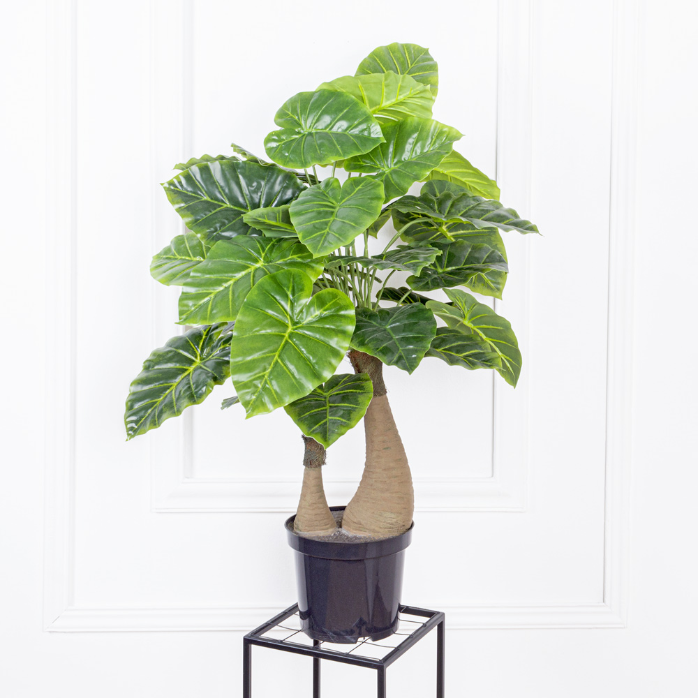 ЦС90/84 Алоказия клобучковая (латекс) h-90см в горшке d19см_10