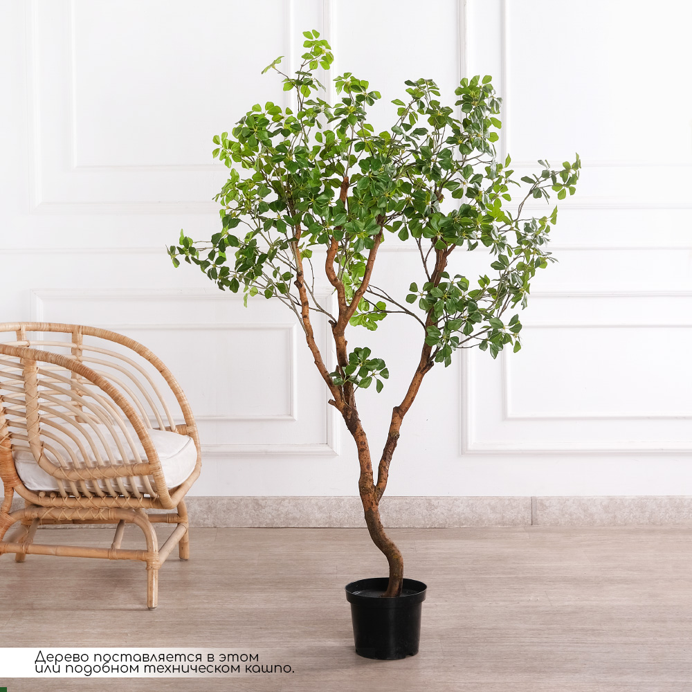 150/ВИТ/АСС/534(з)(F) Шеффлера искусственная Компакта  h150см d60х60см, латекс_2