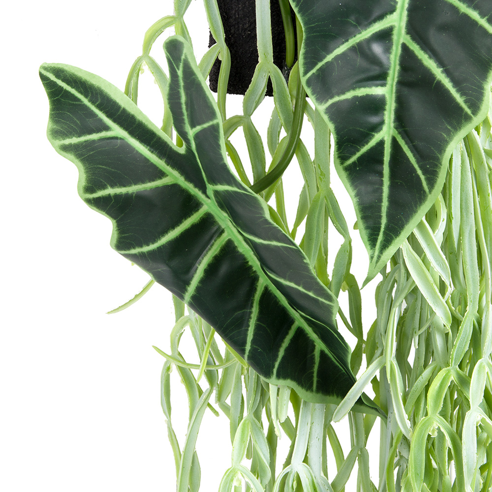 БК 22 Композиция с рипсалисом и алоказией на блоке 15*h10_23