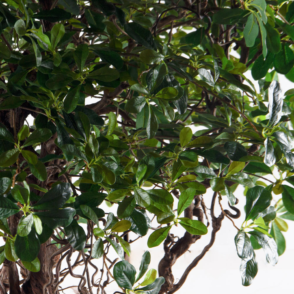 240/ДД/5344(з)(F) Шеффлера искусственная  h240см d180(латекс)_6