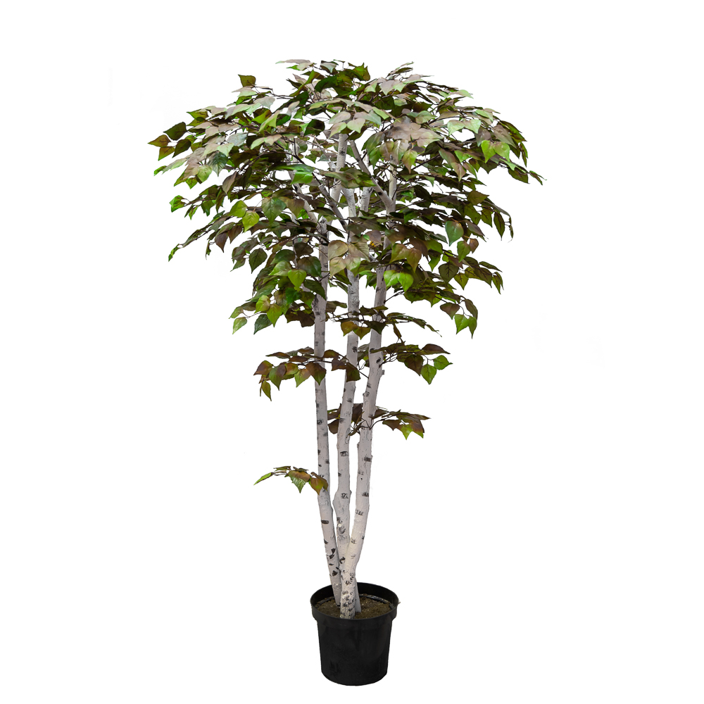 170/Р/12М-1 Береза 170см_2