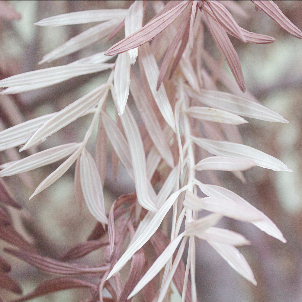 300разб/362 Дерево интерьерное h300см(латекс)(бордовое)_6