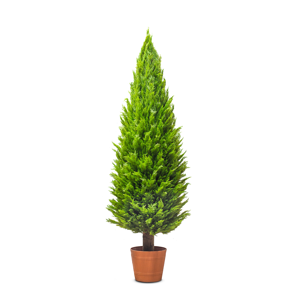 Т300/201(з.) Кипарис h300 см