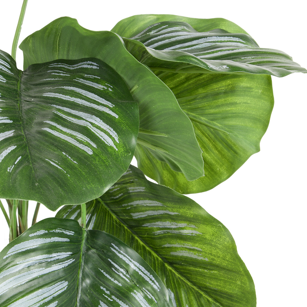 БК 39 Композиция с филодендроном полосатым на блоке 15*h10_3