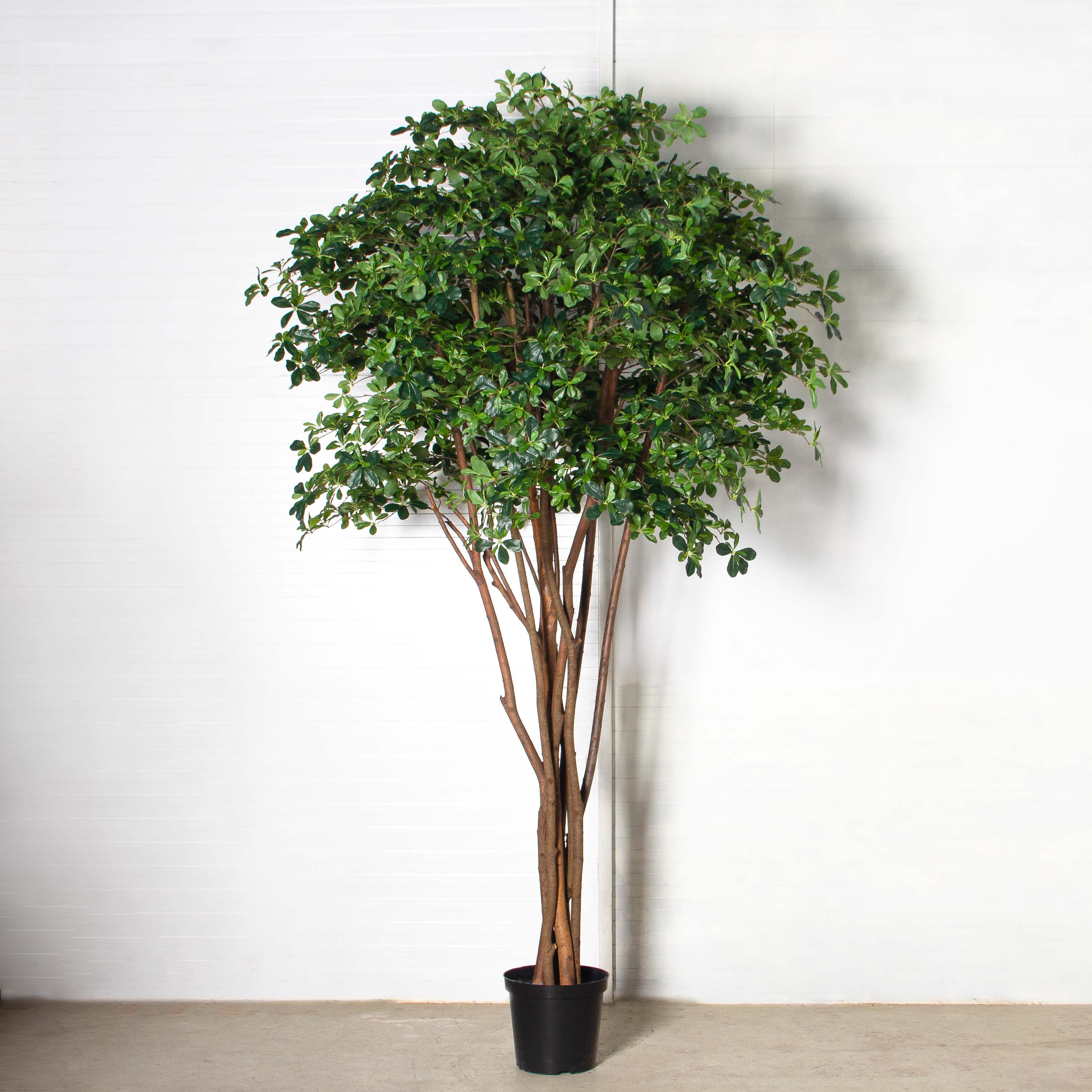 320/РН/84-7(з)(F) Шеффлера искусственная h320см d190см, латекс_2