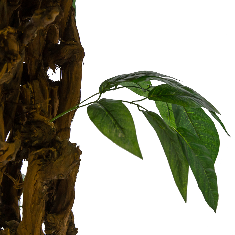 350/ОС/13(з.) Фикус с крупным листом h350см_3