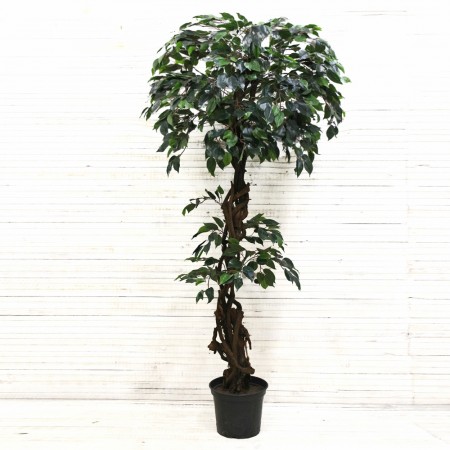 180/ССТ/Л/34 Фикус h180см (латекс)