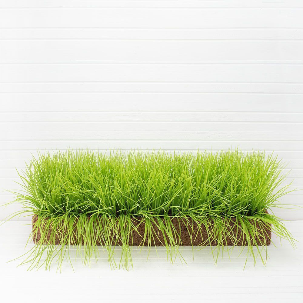 ТД058-9(з.) Осока д/улицы h-20см в кокос.боксе(67х16х8)_2